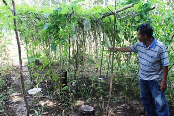 gambar kebun sayur untuk diwarnai